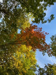 Nature Parks, Hamilton, ON - Canada. Parks around the city of Hamilton in Ontario. Simply gorgeous! Nature is beautiful and alive in connection with the city. September 2019.