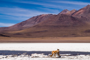 Vicuñas salvajes, en su entorno natural en Bolivia 
