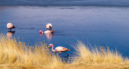 Flamenco de Bolivia Sur América
