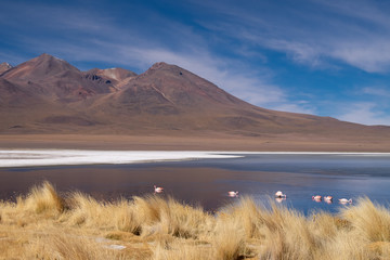 Flamenco de Bolivia Sur América