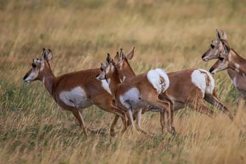 Obraz na płótnie Canvas herd of antelopes