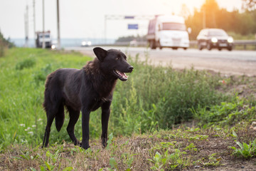 Waiting homeless black Dog on the road, highway	