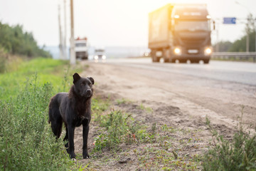 Waiting Sad Lonely Stray Dog on the road, highway	