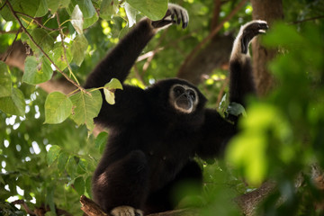 Fototapeta premium Gibbon à mains blanches (White-handed gibbon)