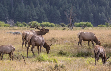 Obraz premium Rocky Mountain Elk