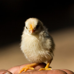 Chick's young baby in the farmer's hand