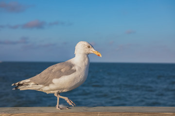 Fototapeta na wymiar Seagull at Ocean City, Maryland