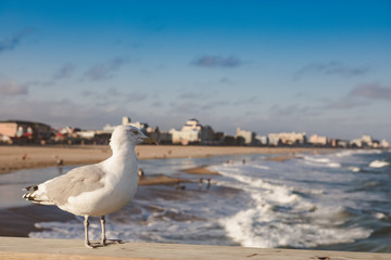 Seagull at Ocean City, Maryland