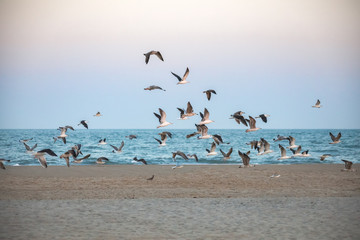 Gulls at Ocean City