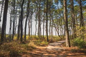 Naklejka premium Life of the Forest Nature Trail at Assateague Island