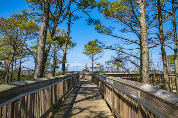 Life of the Forest Nature Trail at Assateague Island