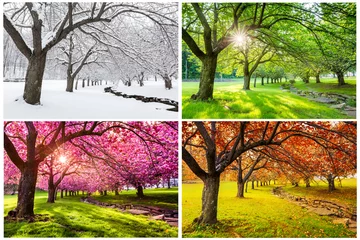 Fotobehang Vier seizoenen met Japanse kersenbomen in Hurd Park, Dover, New Jersey © mandritoiu