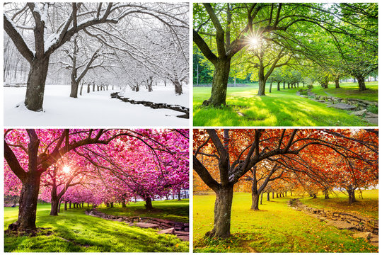 Four seasons with japanese cherry trees in Hurd Park, Dover, New Jersey