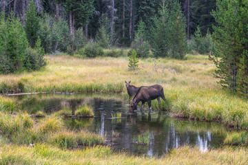 Rocky Mountain Moose
