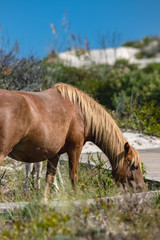 Naklejka premium Assateague Horses on Assateague Island