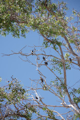 Canopy of an eucalyptus tree occupied by a group of starlings