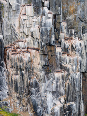 Bird rock at Alkefjellet Spitsbergen with the Brünnich's guillemot (Uria lomvia)