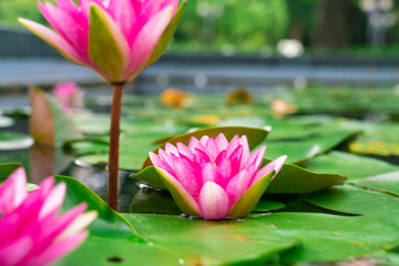 Colorful lotus flower with leaf in water park pond