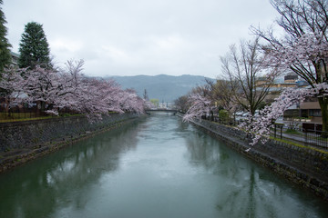 Obraz premium 岡崎疏水