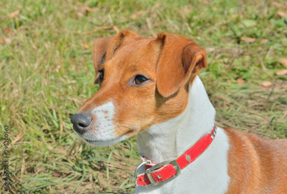 Poster Parson Russell Terrier 7