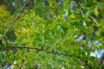 Ginkgo biloba fruits et feuilles 
