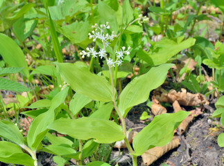 Wild spring flower 1