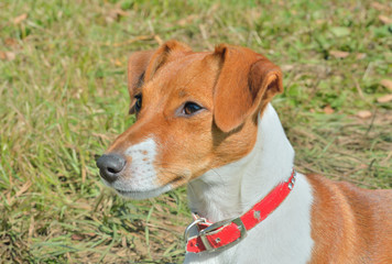 Parson Russell Terrier 7