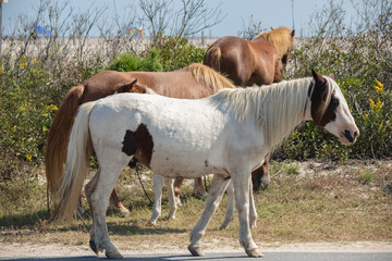 Assateague Horses on Assateague Island