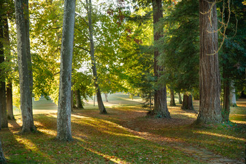 Fin de journée dans les bois et tapis de feuilles, en automne