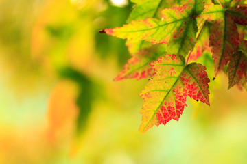 Naklejka na ściany i meble closeup view of autumnal colours leaf on colorful bokeh background