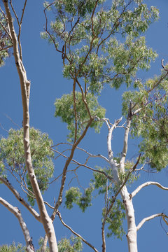 Upward view into the canopy of a tall eucalyptus tree under blue sky at the California coast
