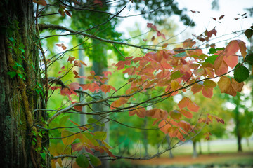 A l'ombre d'un grand arbre, feuilles colorées d'automne