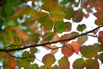 Feuillage multicolore d'automne