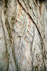 tronc d'arbre arrière plan