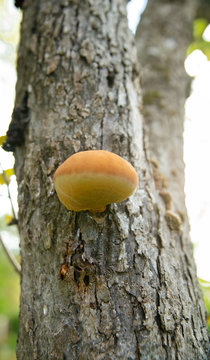 Polipore hérissé, champignon qui attaque les arbres