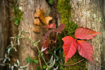 Feuilles rouge, mousse et tronc d'arbre