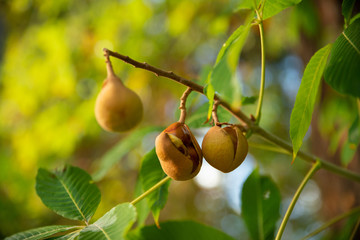 Fruits de Maronnier d'amérique du nord, dans leurs coques