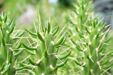 Close up succulent species (Austrocylindropuntia subulata).