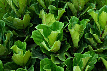 Fototapeta na wymiar Dense leaves of fiddle-leaf fig plant.