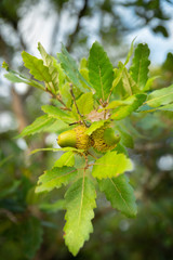 Duo de gland vert et feuilles d'un chêne chevelu persistant