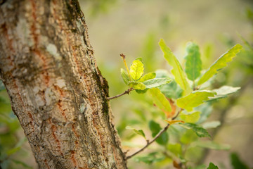Écorce et feuilles d'un chêne chevelu persistant