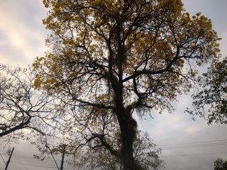 Fototapeta na wymiar tree in winter