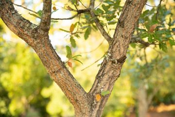 Écorce et feuilles d'un chêne chevelu persistant