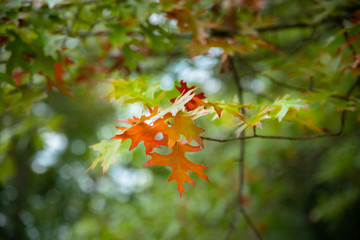 Magnifiques feuilles de chêne écarlate en automne