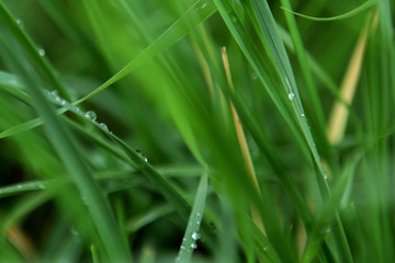 Fototapeta na wymiar blurred photo of a juicy green meadow with grass with dew and rain drops, background