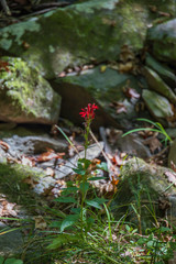 Cardinal Flower with rocks in background