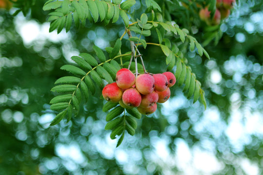 autumn leaves and fruits of the Sorbus domestica tree, close-up