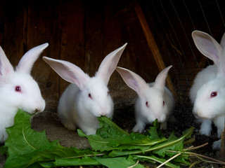 Little white domestic rabbits. Rabbit farm. Cute bunnies.