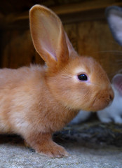 Little red domestic rabbit. Rabbit farm. Cute bunny.