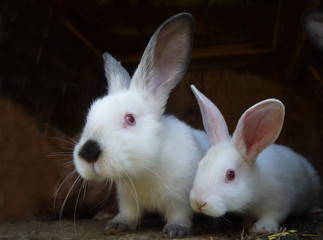 Little white domestic rabbits. Rabbit farm. Cute bunnies.